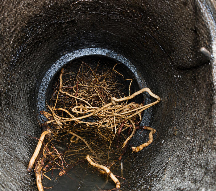 CCTV Drain Survey for Root Intrusion Twickenham