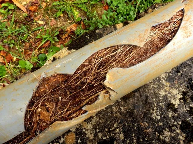 Tree roots growing inside damaged drain pipework in Twickenham
